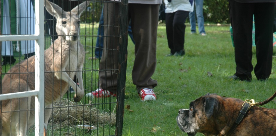 roo and dog